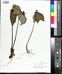 Trillium stamineum image