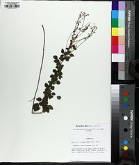 Desmodium ciliare image