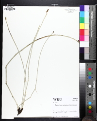 Equisetum variegatum image