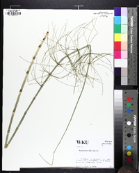 Equisetum fluviatile image