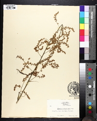 Stenanthium gramineum image