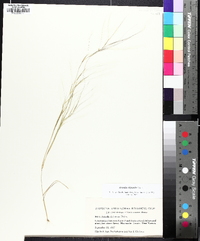 Aristida oligantha image