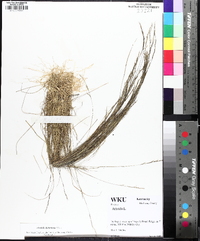 Aristida dichotoma image