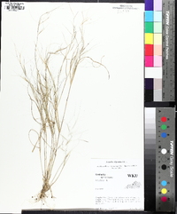 Aristida oligantha image