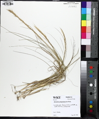 Aristida purpurascens image