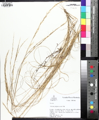 Aristida purpurascens image