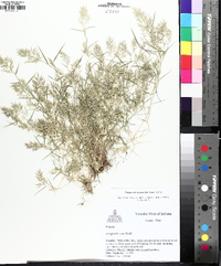 Eragrostis hypnoides image