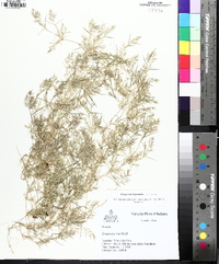 Eragrostis hypnoides image