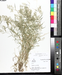 Eragrostis hypnoides image