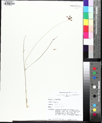 Fimbristylis puberula image