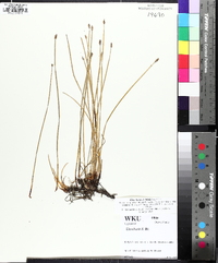 Eleocharis bifida image