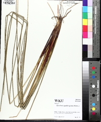 Eleocharis quadrangulata image