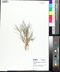 Eragrostis frankii image