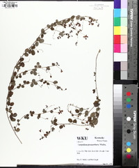 Lespedeza procumbens image