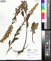 Solidago puberula image