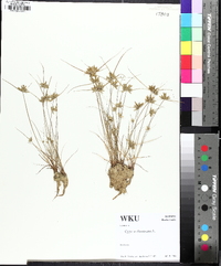 Cyperus flavescens image