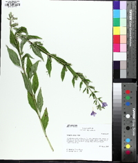 Mimulus alatus image