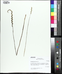 Spiranthes lacera image