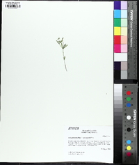 Polygala verticillata image