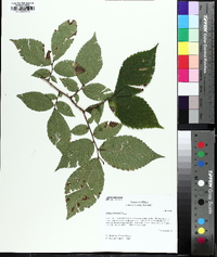 Ulmus serotina image