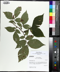 Ulmus serotina image