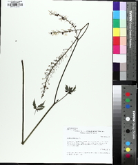 Actaea podocarpa image