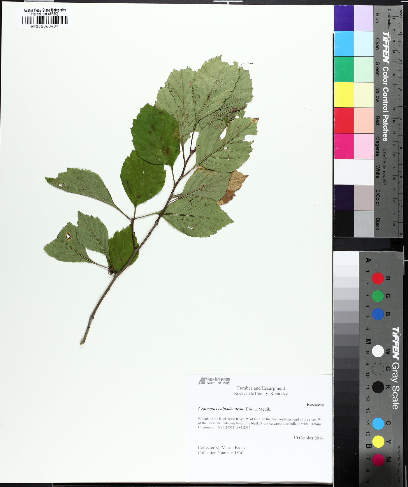 Crataegus calpodendron image