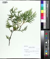 Thuja occidentalis image