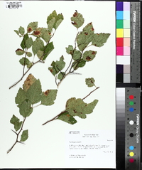 Crataegus viridis image