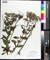 Eupatorium semiserratum image