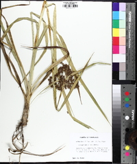 Scirpus georgianus image