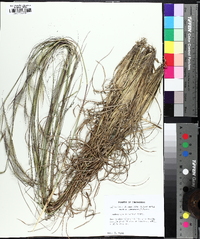 Andropogon campbellii image
