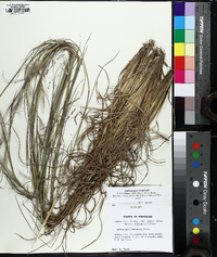 Andropogon campbellii image