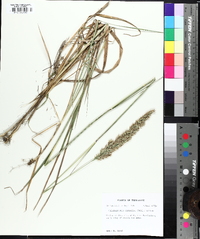 Greeneochloa coarctata image