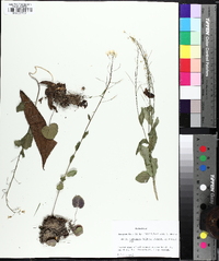 Cardamine bulbosa image