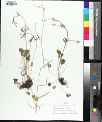 Ranunculus micranthus image