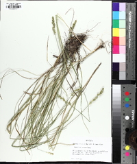 Carex triangularis image