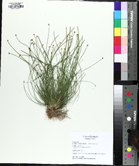 Eleocharis ovata image