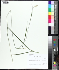 Carex oxylepis image