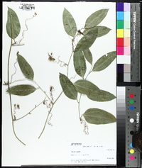 Smilax smallii image