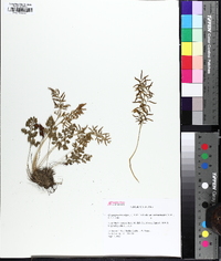 Cryptogramma crispa image