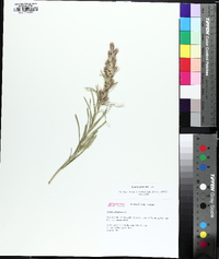 Liatris punctata image