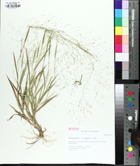 Panicum gattingeri image