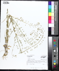 Mummenhoffia alliacea image