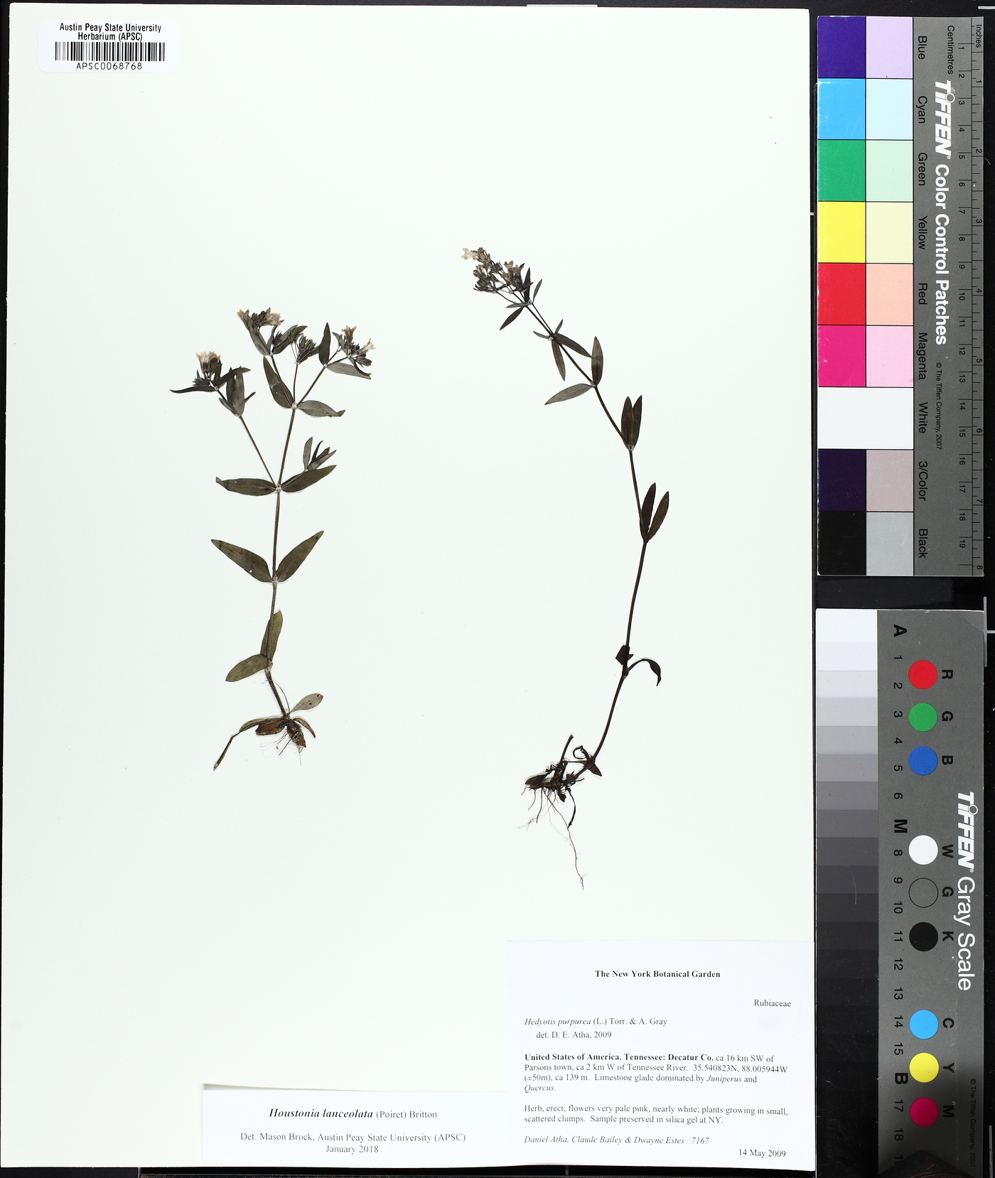 Houstonia lanceolata image