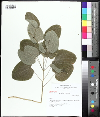 Smilax lasioneura image