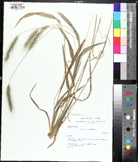 Elymus villosus image