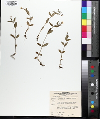 Epilobium anagallidifolium image