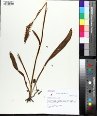 Spiranthes odorata image