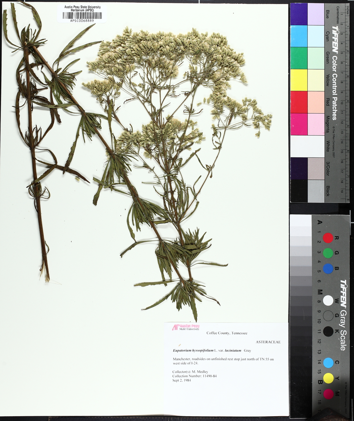 Eupatorium torreyanum image